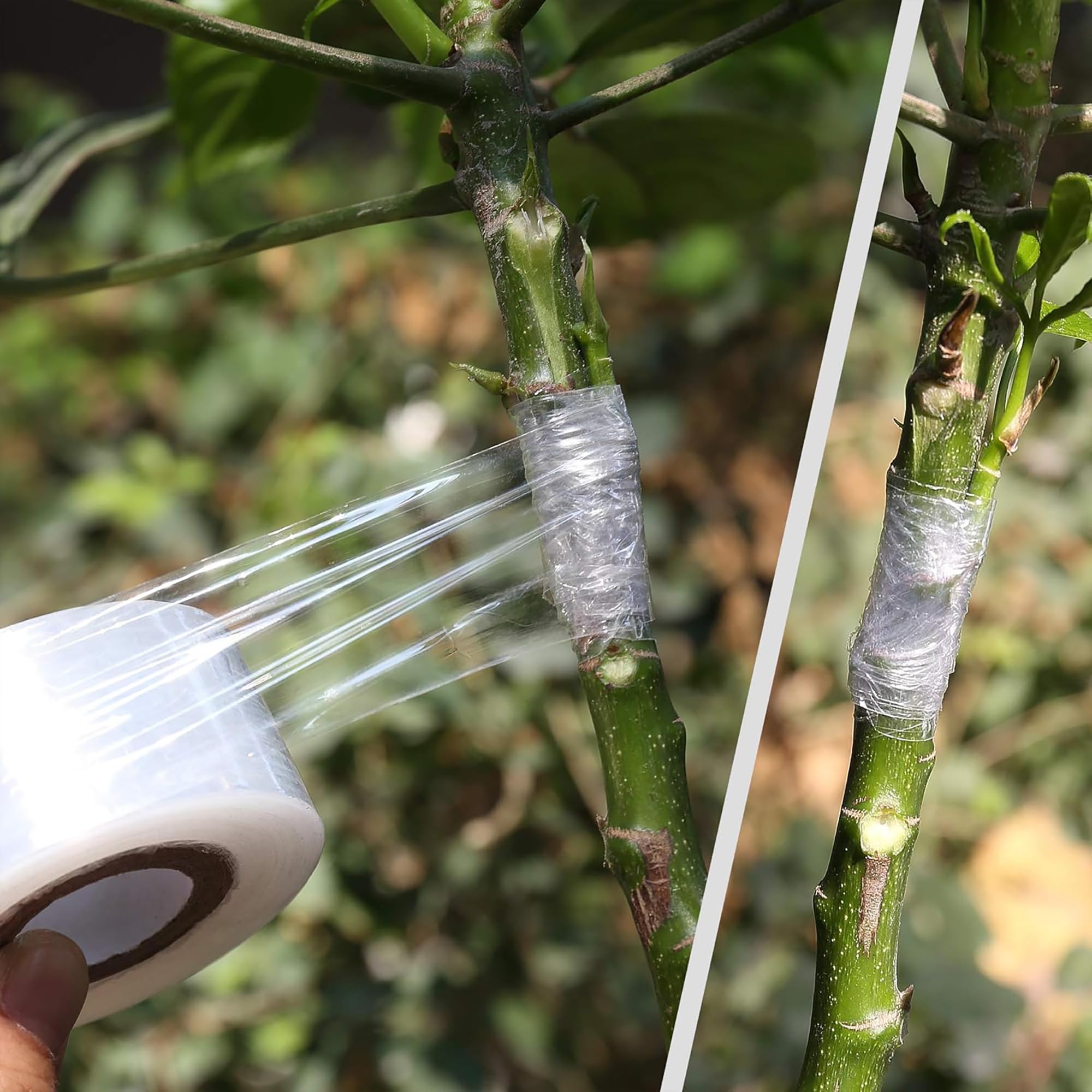 Fita de Enxertia Biodegradável - Gardening Tools And Uses avaliação e preço