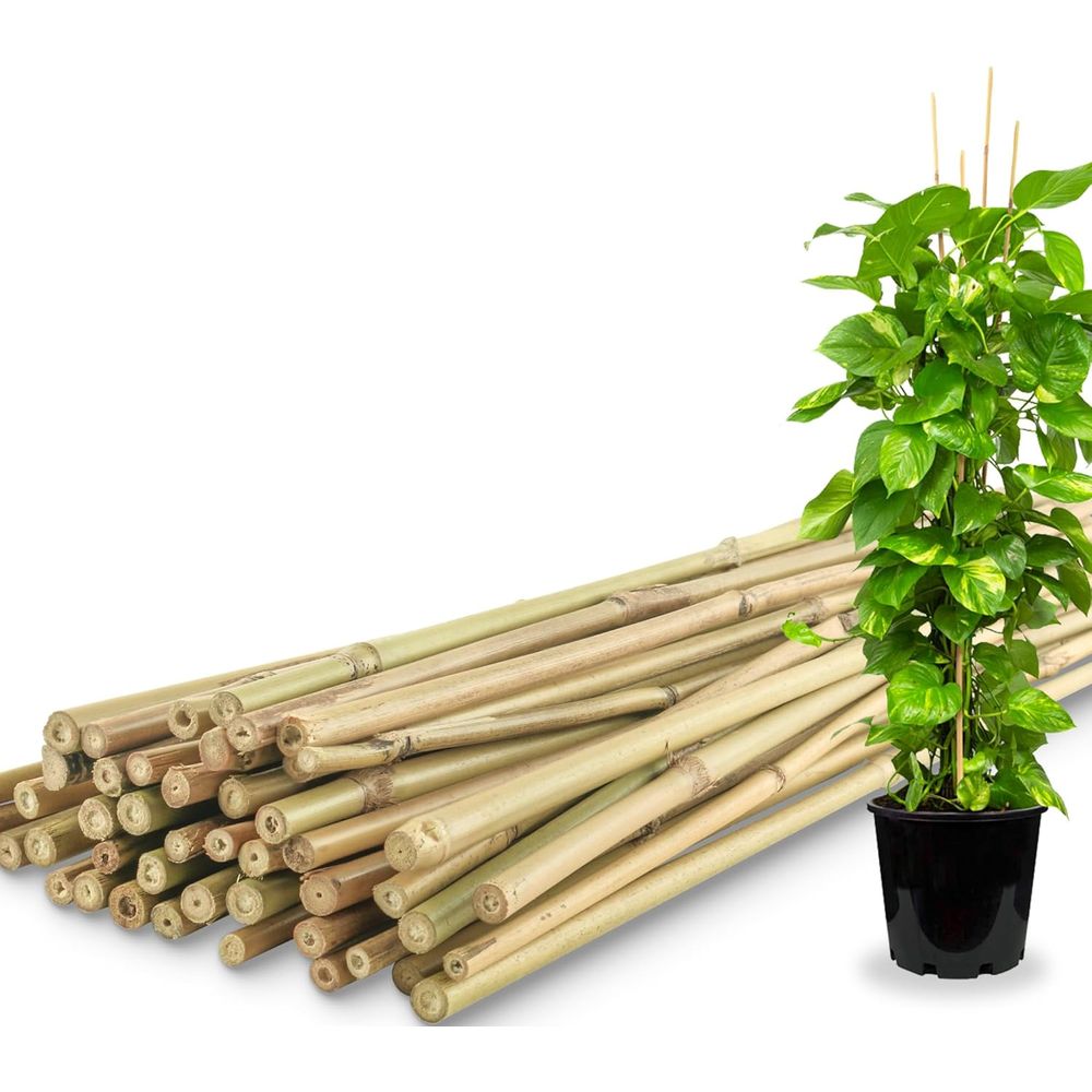 Pacote com 50 Estacas de Bambu - Plant Support Stake avaliação e preço